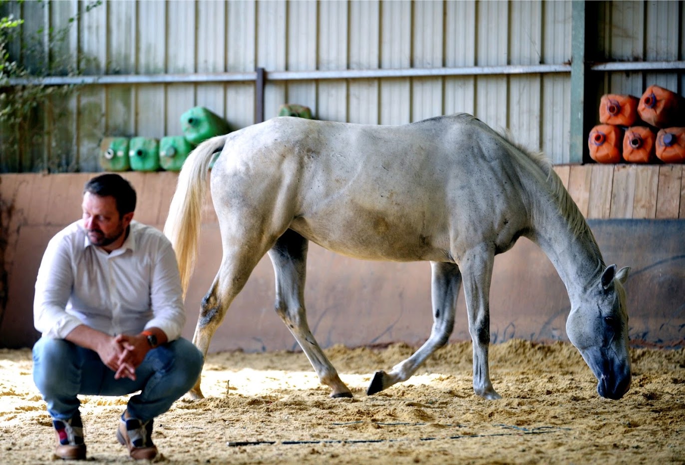 Photo d'un cheval dans un centre équestre
